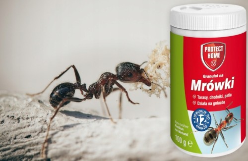 Proszek przeciwko mrówkom FASTION Protect Home 100G