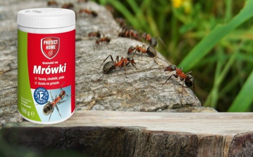 Proszek przeciwko mrówkom FASTION Protect Home 100G