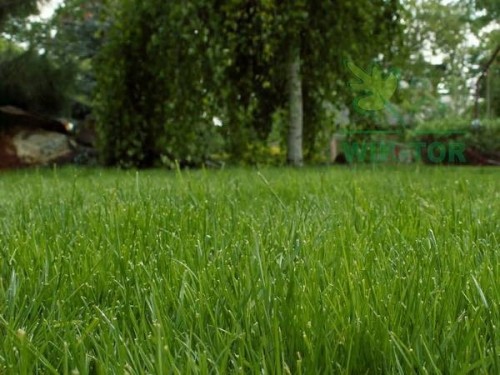 Nawóz wieloskładnikowy Grupa Inco granulat 2 kg 2 l